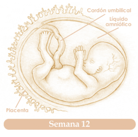 DUODÉCIMA SEMANA DE EMBARAZO