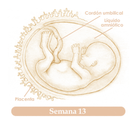 DECIMOTERCERA SEMANA DE EMBARAZO