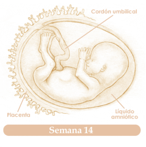 DECIMO CUARTA SEMANA DE EMBARAZO