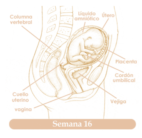 DECIMO SEXTA SEMANA DE EMBARAZO
