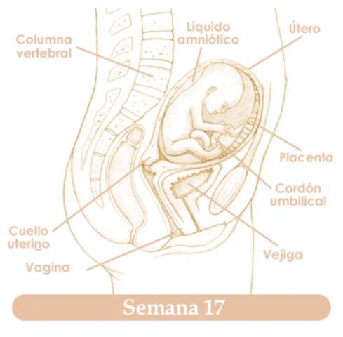 DECIMOSÉPTIMA SEMANA DE EMBARAZO