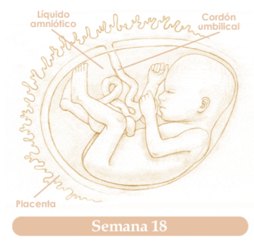 DECIMOCTAVA SEMANA DE EMBARAZO