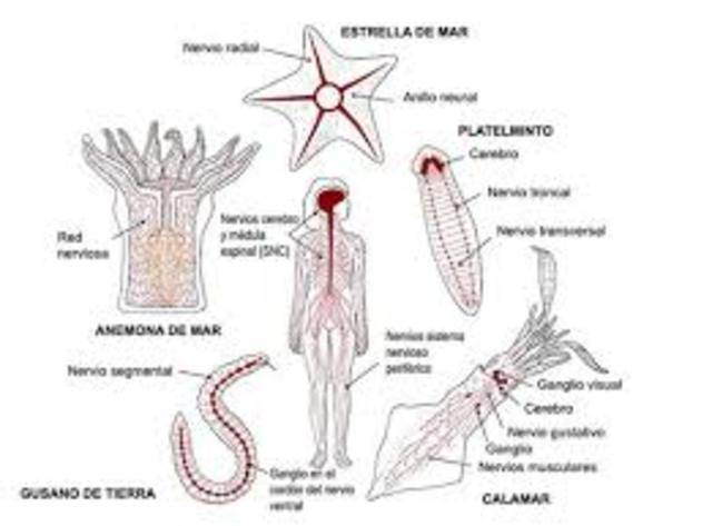 El surgimiento de la primera agrupación neuronal
