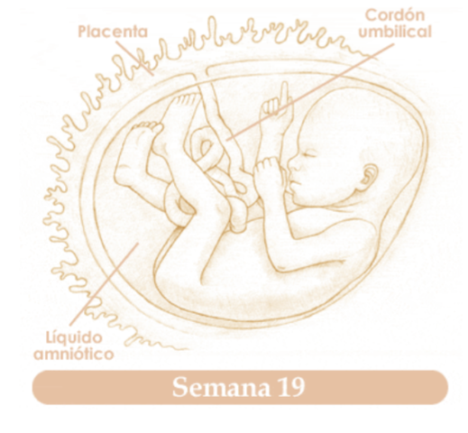 DECIMONOVENA SEMANA DE EMBARAZO