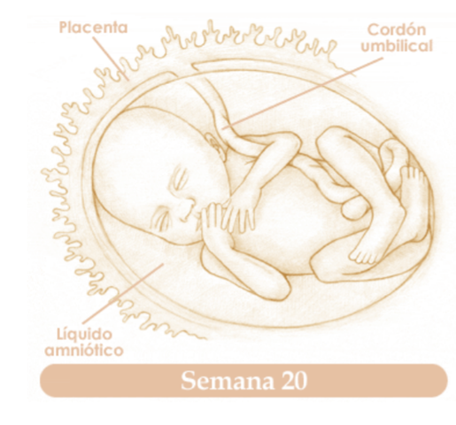 VIGESIMA SEMANA DE EMBARAZO