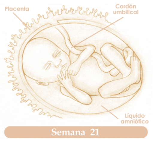 VIGESIMAPRIMERA SEMANA DE EMBARAZO