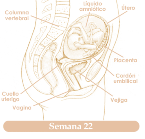 VIGESIMASEGUNDA SEMANA DE EMBARAZO