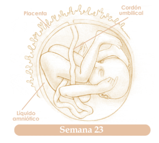 VIGESIMATERCERA SEMANA DE EMBARAZO