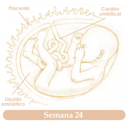 VIGESIMACUARTA SEMANA DE EMBARAZO