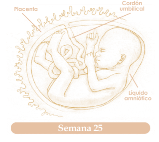 VIGESIMAQUINTA SEMANA DE EMBARAZO