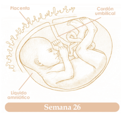 VIGESIMASEXTA SEMANA DE EMBARAZO