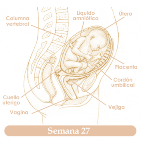 VIGESIMASEPTIMA SEMANA DE EMBARAZO