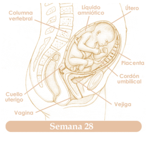 VIGESIMAOCTAVA SEMANA DE EMBARAZO