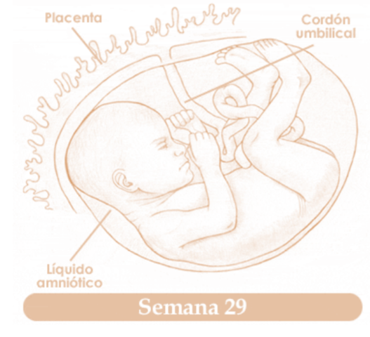 VIGESIMONOVENA SEMANA DE EMBARAZO