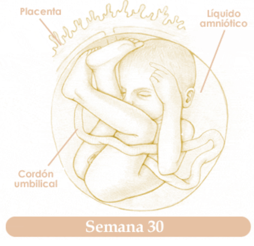 TRIGESIMA SEMANA DE EMBARAZO