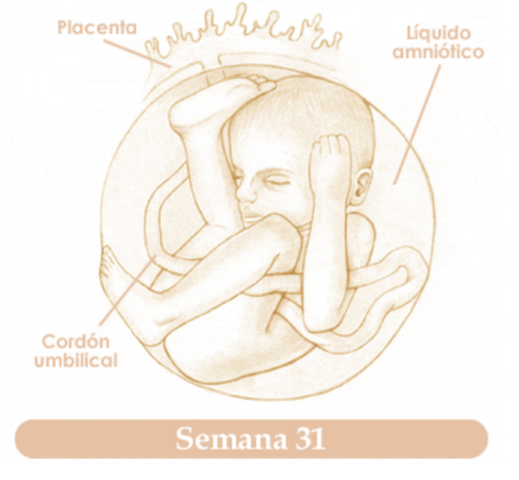TRIGESIMAPRIMERA SEMANA DE EMBARAZO
