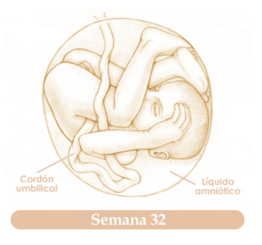TRIGESIMOSEGUNDA SEMANA DE EMBARAZO