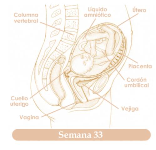 TRIGESIMATERCERA SEMANA DE EMBARAZO