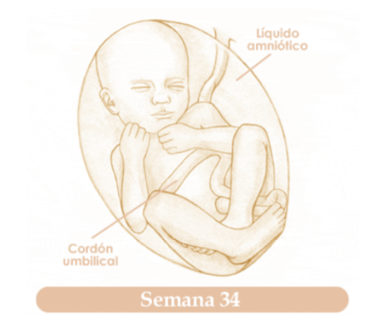 TRIGESIMACUARTA SEMANA DE EMBARAZO