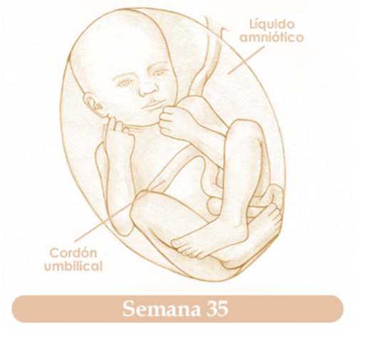 TRIGESIMAQUINTA SEMANA DE EMBARAZO