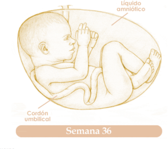 TRIGESIMASEXTA SEMANA DE EMBARAZO