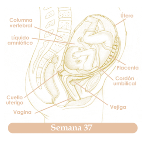 TRIGESIMASEPTIMA SEMANA DE EMBARAZO