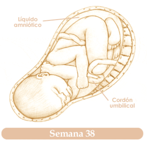 TRIGESIMOCTAVA SEMANA DE EMBARAZO