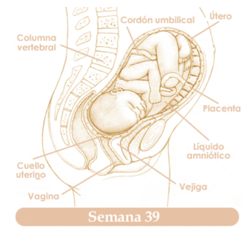TRIGESIMANOVENA SEMANA DE EMBARAZO
