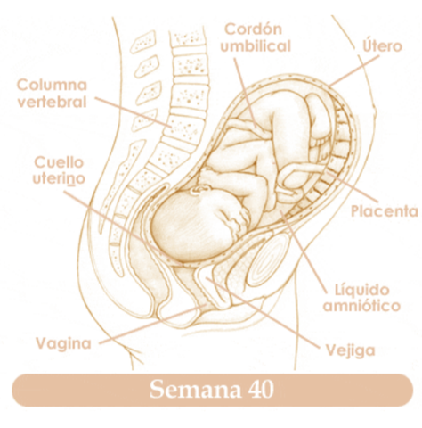 CUADRAGESIMA SEMANA DE EMBARAZO
