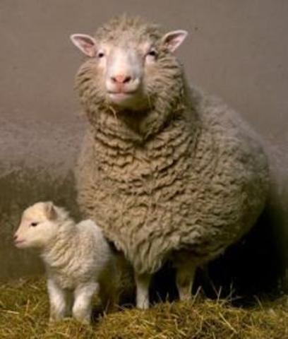 Nace la oveja Dolly