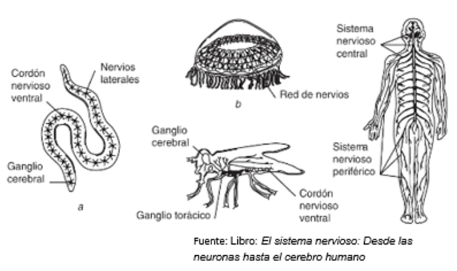 Surgimiento del sistema nervioso