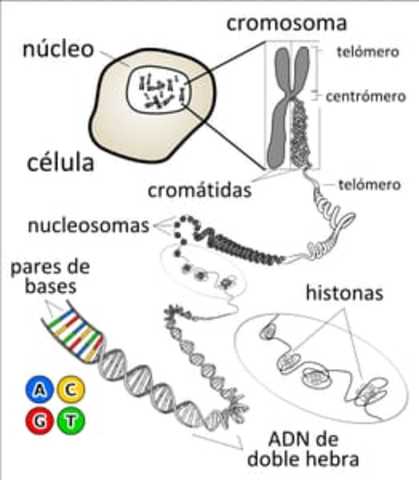 Friedrich Miescher(1844-1895)