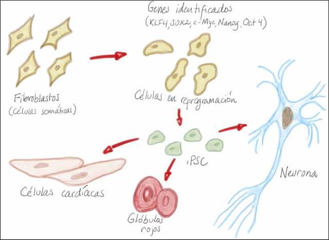 Shinya Yamanaka (1962)