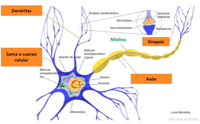 Surgimiento de las primeras neuronas