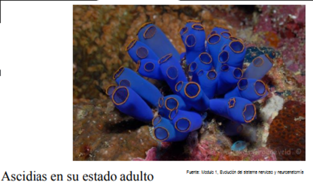 ¿Por qué surgió el cerebro?