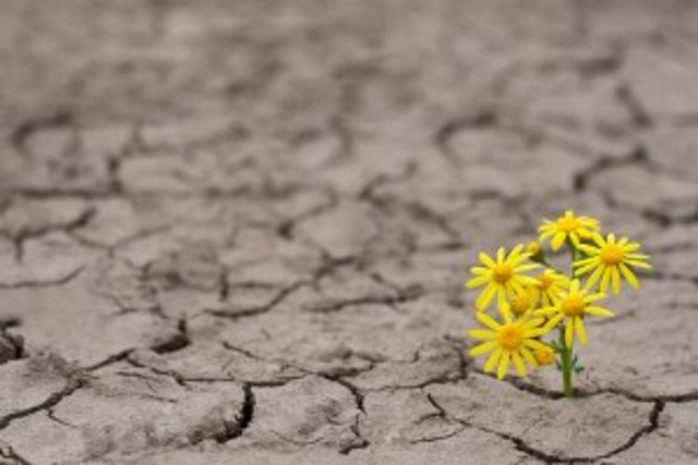 Presión Sobre el Capital Natural
