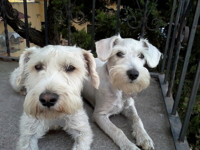 Las mascotas