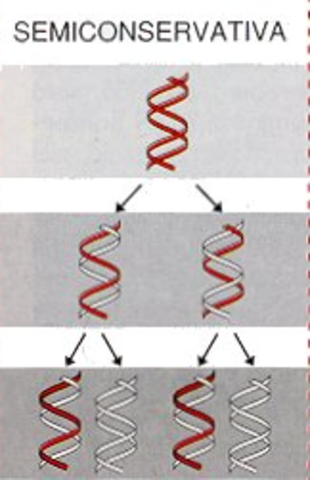 DNA replication