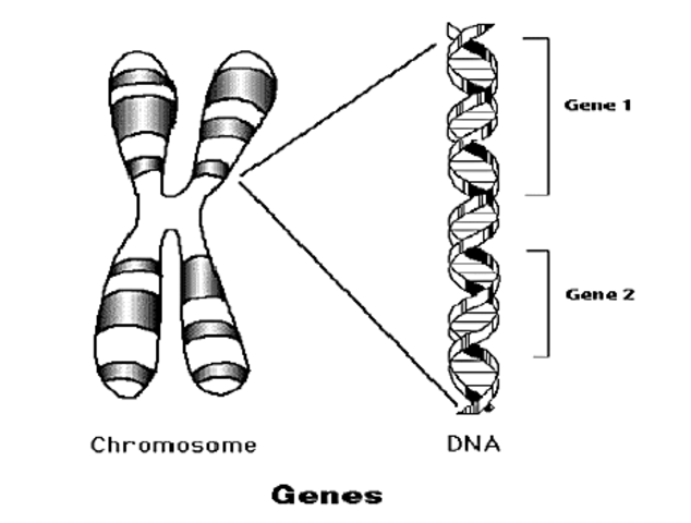 Genes are in the chromosomes