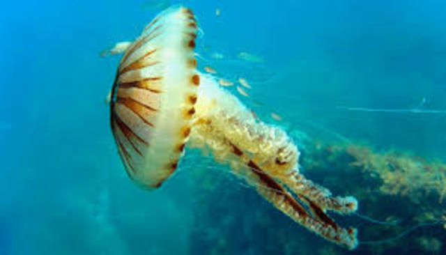 ¿Cuándo surgieron las primeras neuronas y en qué organismo?