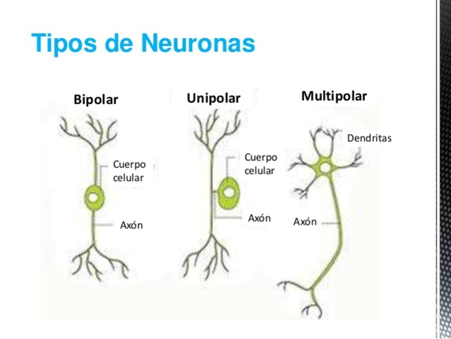 organizaciones nerviosas
