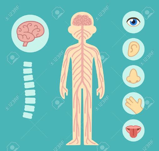 SURGIMIENTO DEL SISTEMA NERVIOSO (Hace 900 millones de años)