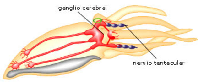 2-Celenterados (sistema nervioso reticular)