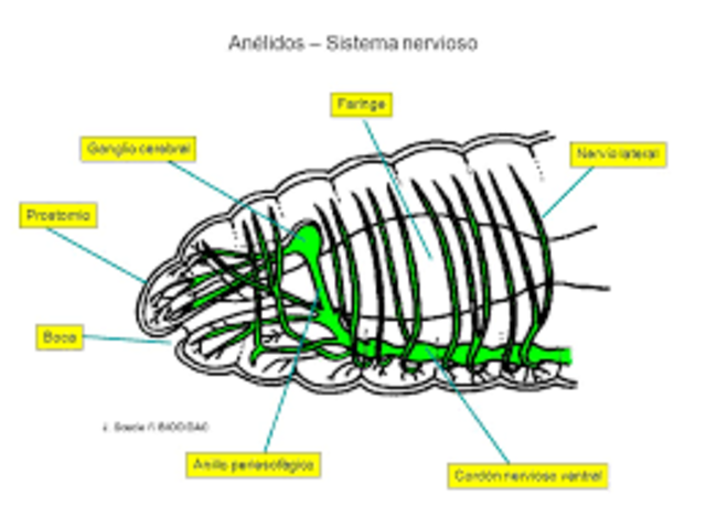 3-Sistema ganglionar (anélidos, artrópodos)