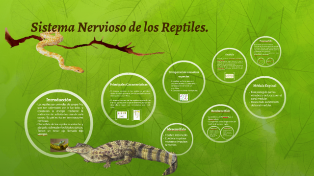 8 Reptiles