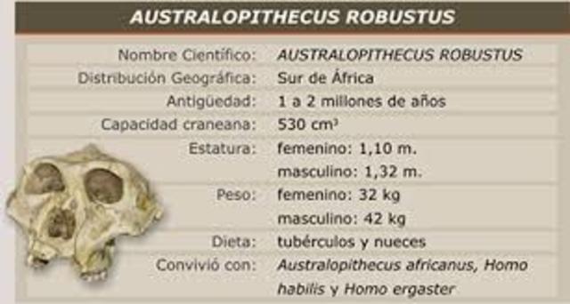 Australopithecus robustus