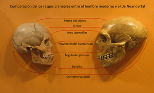 homo sapiens  Neandertal