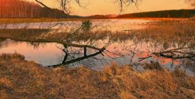 Impactos Medioambientales Sector Primario