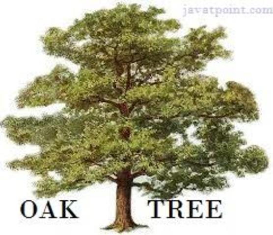 Oak