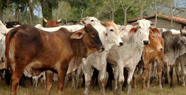 La ganaderia afectada a los humedales